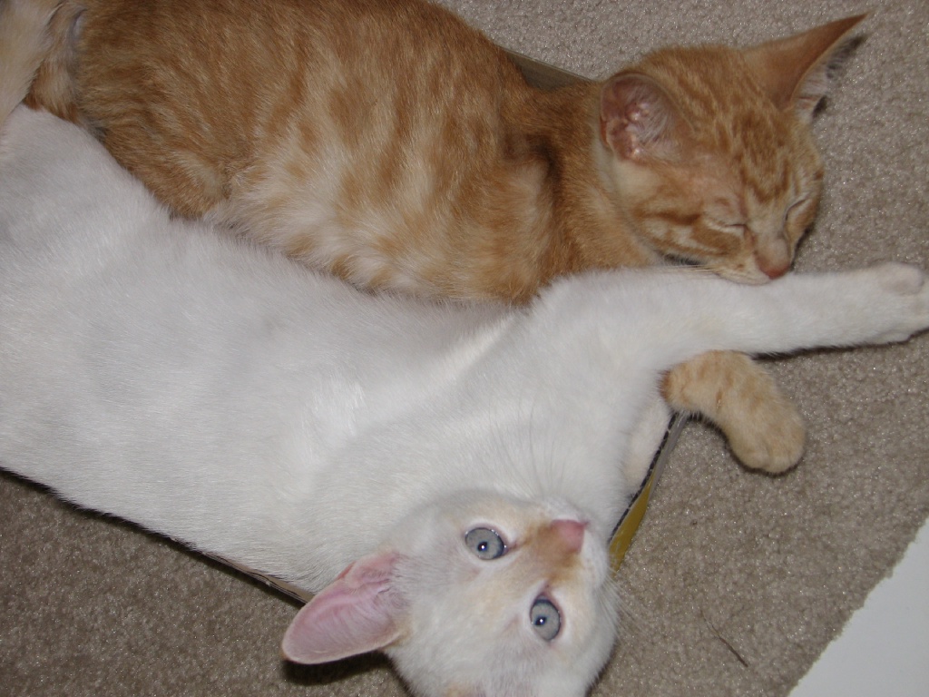 2009/10(October)/Misc/1024x768_20100206 589.JPG